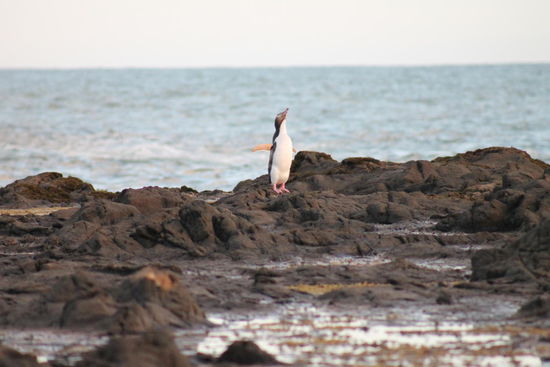 Pinguine in der Curio Bay