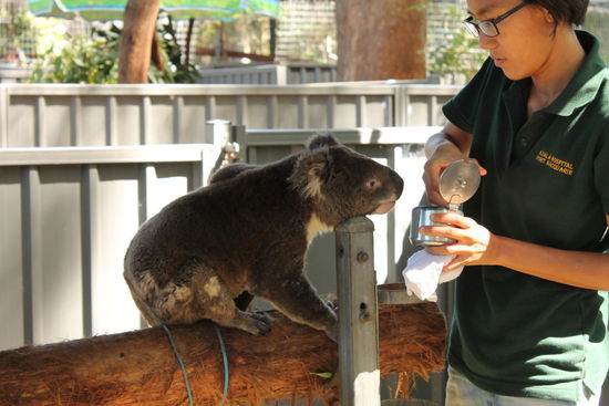 Im Koala Hospital