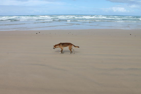 Dingo auf Fraser
