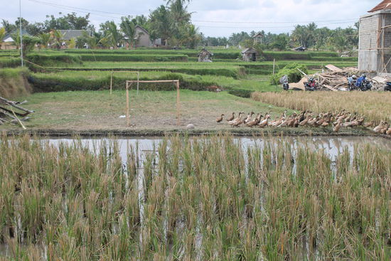 Umland von Ubud 