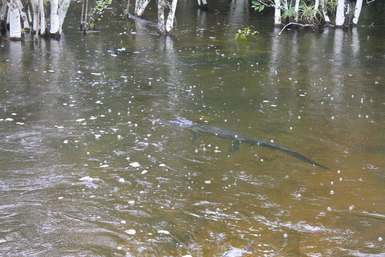 Freilebender Alligator in den Everglades