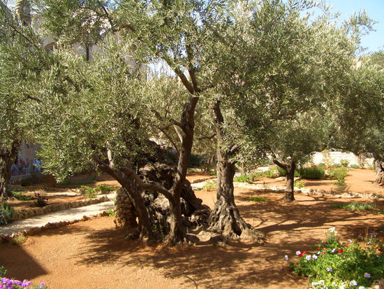 uralte Olivenbäume im Garten Gethsemane
entgegen öfters lautenden Meinungen stammen diese Bäume nicht aus der Zeit Jesu', sind aber auch weit über tausend Jahre alt