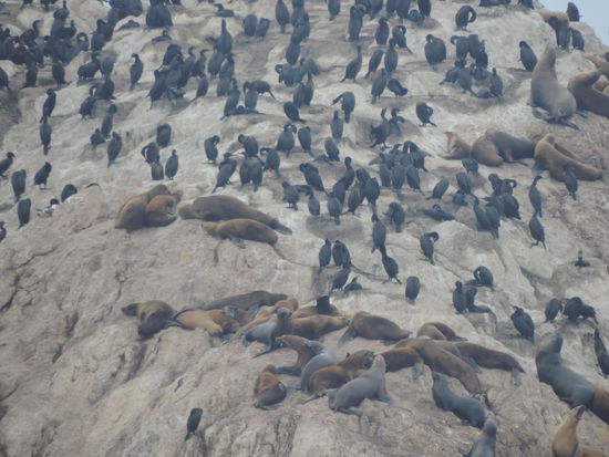 ... und jede Menge Tiere!