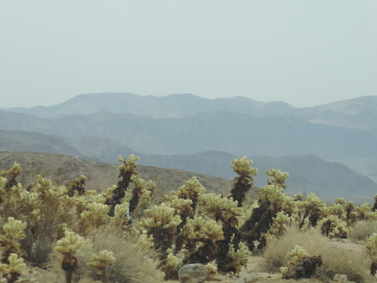 Joshua trees