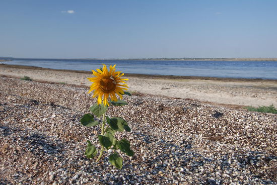 lonely flower