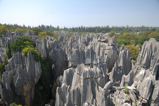 stone forest