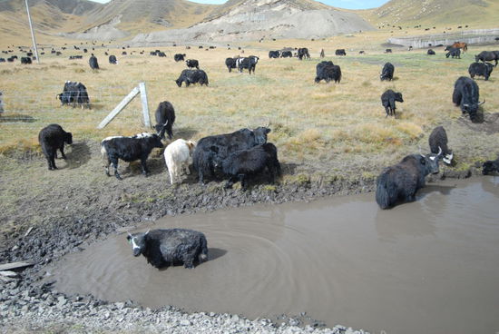 Yaks