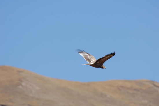 Geier im Landeanflug