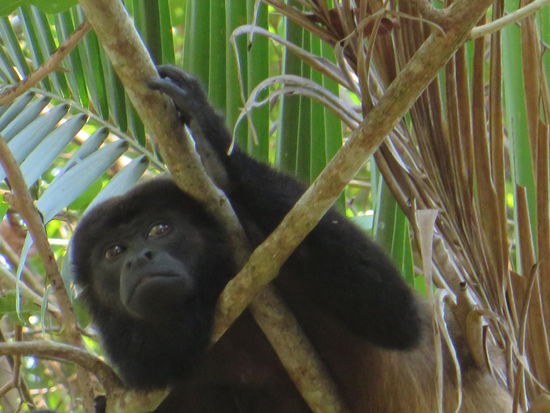 Unser Camping Nachbar in Costa Rica