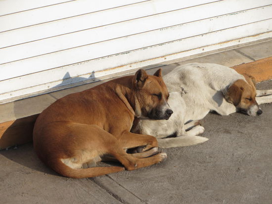 Treue Bewacher wärmen sich in der Morgensonne