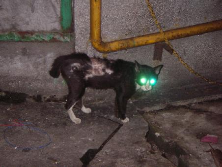 ROBOKITTY