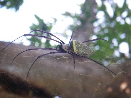Handtellergrosse 8 legged Freaks