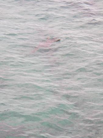 Kaum zu erkennen: Ein 1.80 Meter Waran den wir dort beim braeunen stoerten und der sich auf einen Tauchgang ins Meer verpisste