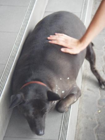 Hunde in Bankok