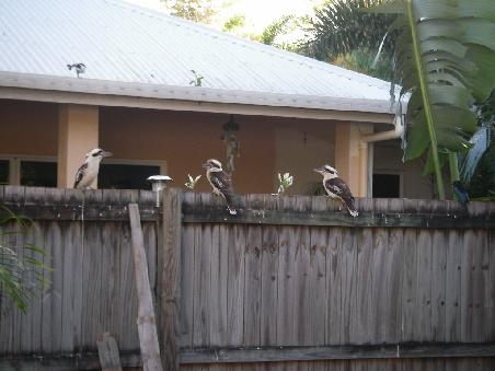 Kookaburas