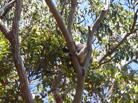 Eukalyptus: fuer den Menschen toetlich, fuer den Koala eine Droge, weigert sich irgend was anderes zu essen, der absolute Alpha-Junky