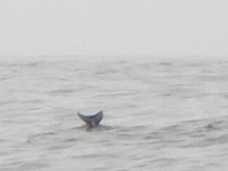 Flipper!!!