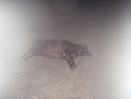 @ Patrice: Der fette Don lebt noch!