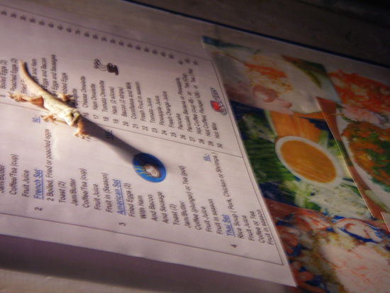 bei den asiaten gibts sogar geckos auf der speisekarte