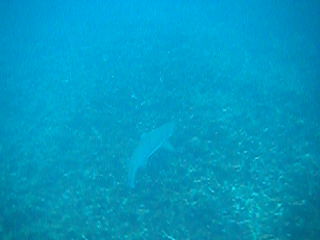 3h rockclimbing, 2h mosquitostinging, 1h looking for and finally 0.5 sec. shark