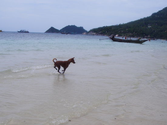 Spielender Wasserhund