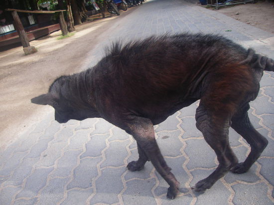 Sterbender Seuchenhund