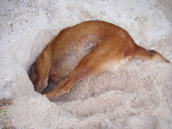 give me that craaab!!!