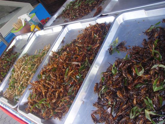 jaja da war der vielfrass plötzlich nicht mehr so hungrig -&gt; Jasmin
Gar nicht wahr, die raupen habe ich pobiert -&gt; Julian