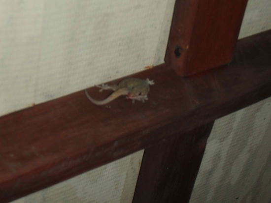 Unser privater Kammerjaeger, einziger Nachteil, er war manchmal etwas laut 