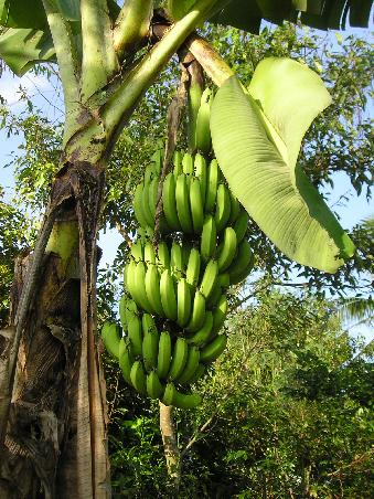Bananenstaude