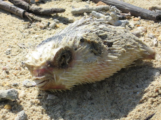 Strandgut (Kugelfisch)