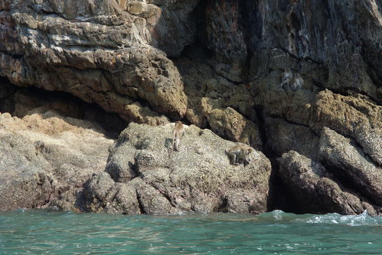 Affenfamilie beim Muschel knacken