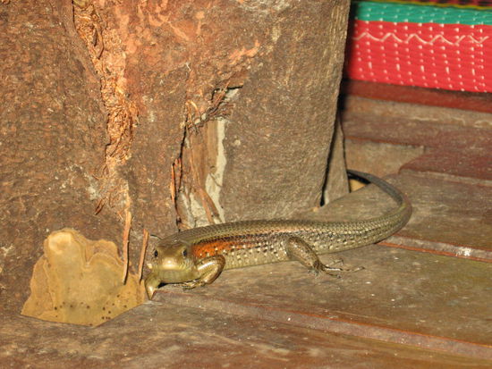 Ein Mitglied unserer Wohngemeinschaft (lebte unter unserer Terrasse)