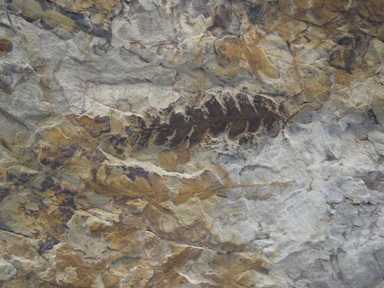 Fossilien im Gestein
