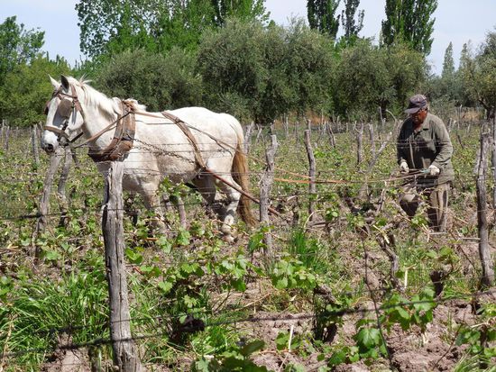 Alles organisch in der Bodega Cecchin, auch der Dünger 