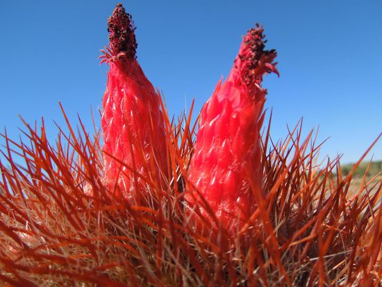 Pink blühender Kaktus