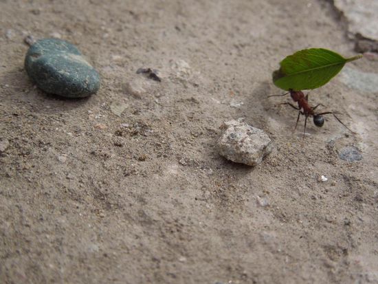 Klein aber bärenstark