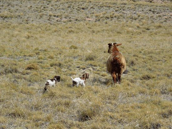Frisch geschlüpfte Zicklein