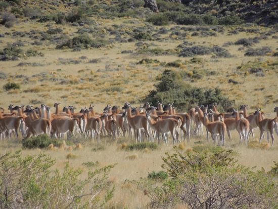(Kamera)scheue Guanacos