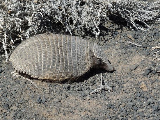 Gürteltier beim Posen
