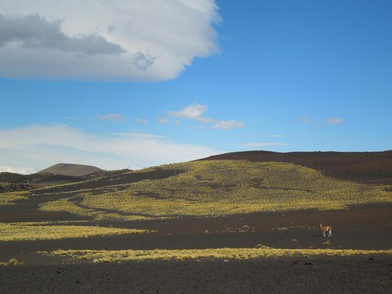 Staunendes Guanaco