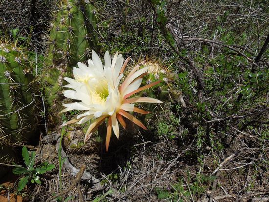 Ein blühender Kaktus