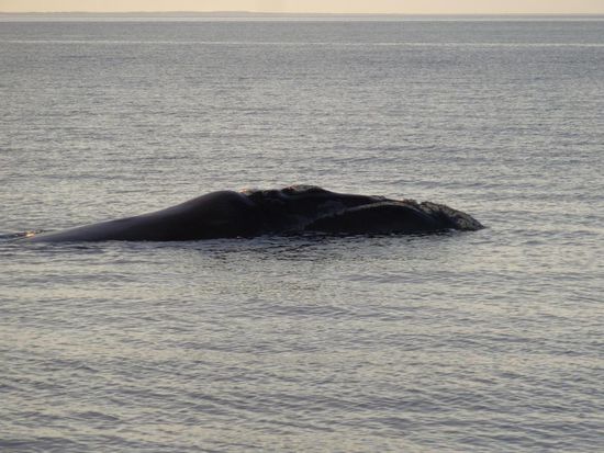 kein U-Boot, kein grauer Felsen - das ist ein Wal!!!
