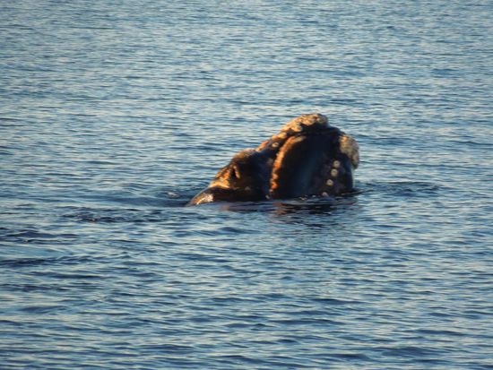 Meerespocken am Maul des Wales