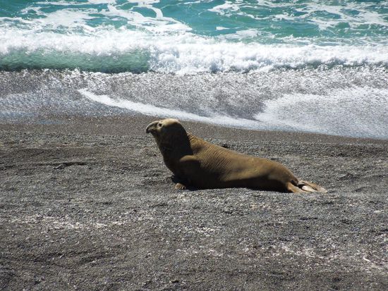 See Elefant beim Sonnenbaden