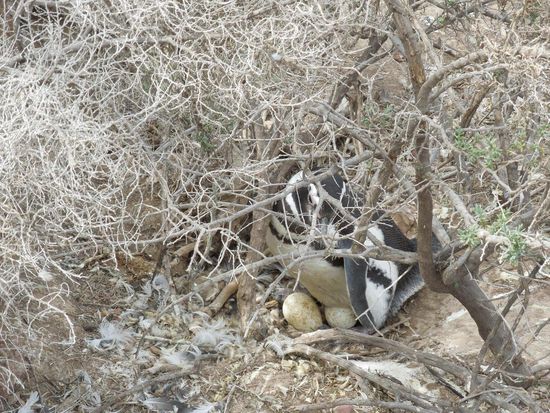 Pinguinweibchen beim Ausbrüten der zwei Eier