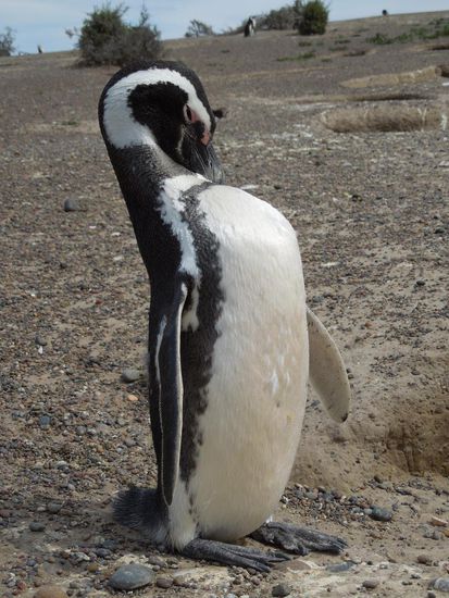 Hier wird sich geputzt ...