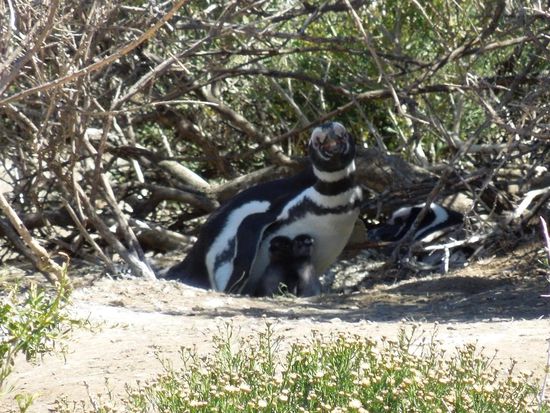 Zwei ausgebrütete Eier ergeben zwei Pinguinkücken 