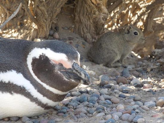 Der Nachbar kommt zu Besuch ...