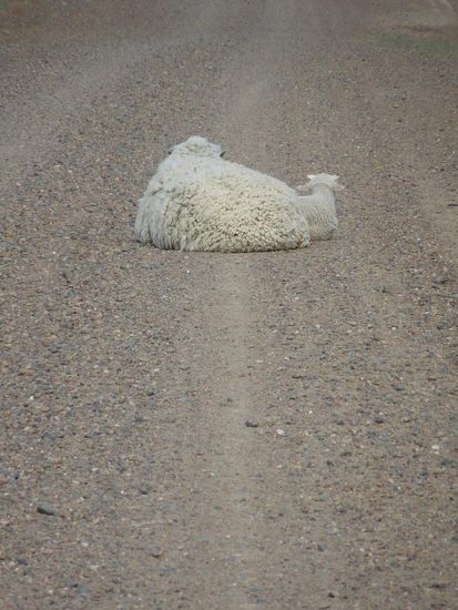 "Wollstreik" unterwegs